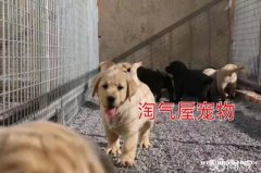 柳州实体店长期出售顶级品质双血统拉布拉多犬