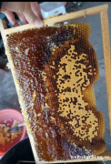 卖蜂蜜，荔枝蜜龙眼蜜，百分百纯天然，蜂农自产自销