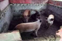 美国进口种猪“杜洛克”杂交生态放养“山猪”合作邀请函