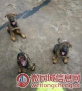 云南保山龙陵哪里有狗卖龙陵狗场昆明犬常年出售包运