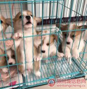 云南保山腾冲本地有没有柯基犬卖腾冲狗场常年卖柯基犬包运