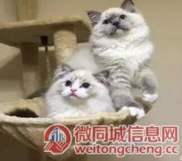 威海本地出售 可爱粘人的猫猫 布偶猫~出售