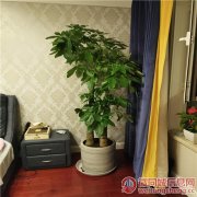 天津绿植租摆公司花卉租赁公司绿植出租公司花卉销售公司
