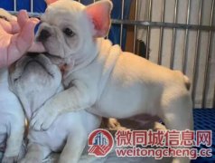 北京知名养殖基地常年出售 法斗幼犬 签协议可上门挑选