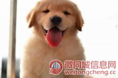 北京【推荐】哪里可以买金毛犬多少钱一只哪里可以买金毛犬多少钱