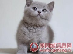 北京哪里有纯种蓝猫视频_养蓝猫心得体会