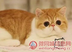 买一送一 北京本地附近猫舍|蓝白加菲-净樊加菲