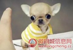 北京出售自家繁殖的吉娃娃幼犬 三个月 保纯保健康