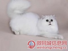 北京靠谱的卖布偶猫的商家 布偶猫一只价位