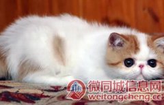 北京现在卖加菲猫的哪家靠谱些，靠谱的卖加菲猫商户