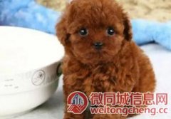 北京泰迪养殖户 繁殖泰迪幼犬的地址