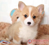 上海出售纯种健康的柯基幼犬疫苗齐全多窝可选