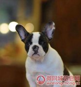 上海哪里有基地直销高品质法国斗牛犬出售，公母均有多