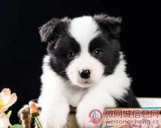 上海浦东新区哪里有卖边境牧羊犬 可自提签协议送货上门