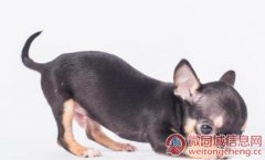 上海哪里有卖吉娃娃 吉娃娃幼犬多少钱一只