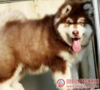 天津宠物店店主卖现货阿拉斯加幼犬 阿拉斯加幼犬多少钱一只
