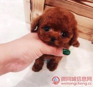 天津知名养殖基地常年出售 泰迪幼犬 签协议可上门挑选