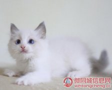 天津纯种布偶猫猫舍 正规猫舍家庭式繁育